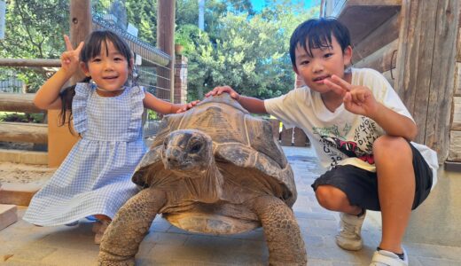 見つけたよ　カブトムシ