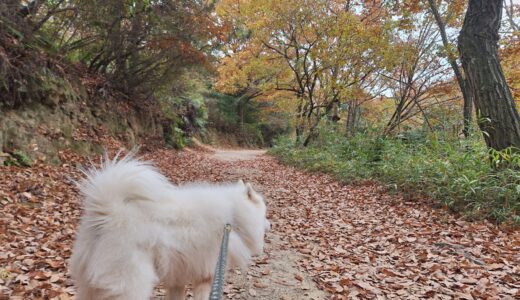 冬のお散歩も楽しいワン